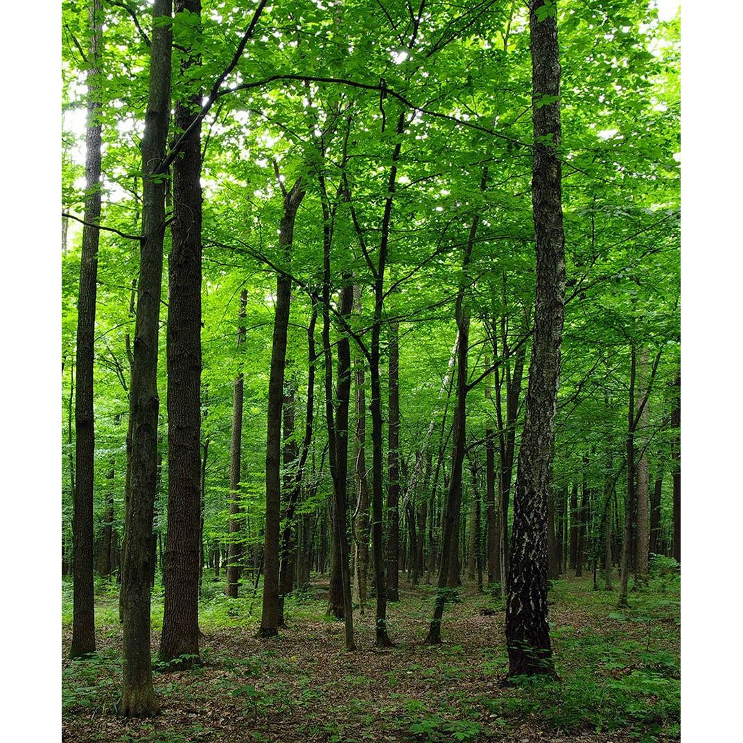 Towering Forest: High Trees & Green Leafs Wall Mural