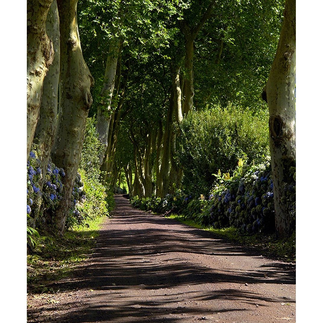 Woodland Journey: Forest Road Centerpiece Wall Mural