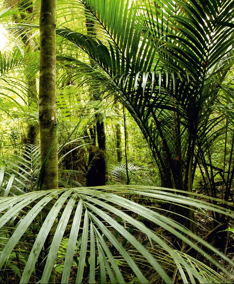 Verdant Canopy: Forest with Green Leafs Wall Mural