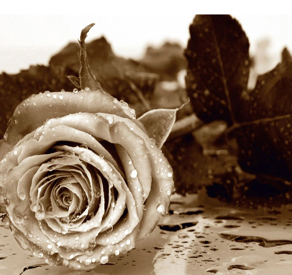 Monochrome Rose Elegance: Floral Wall Mural