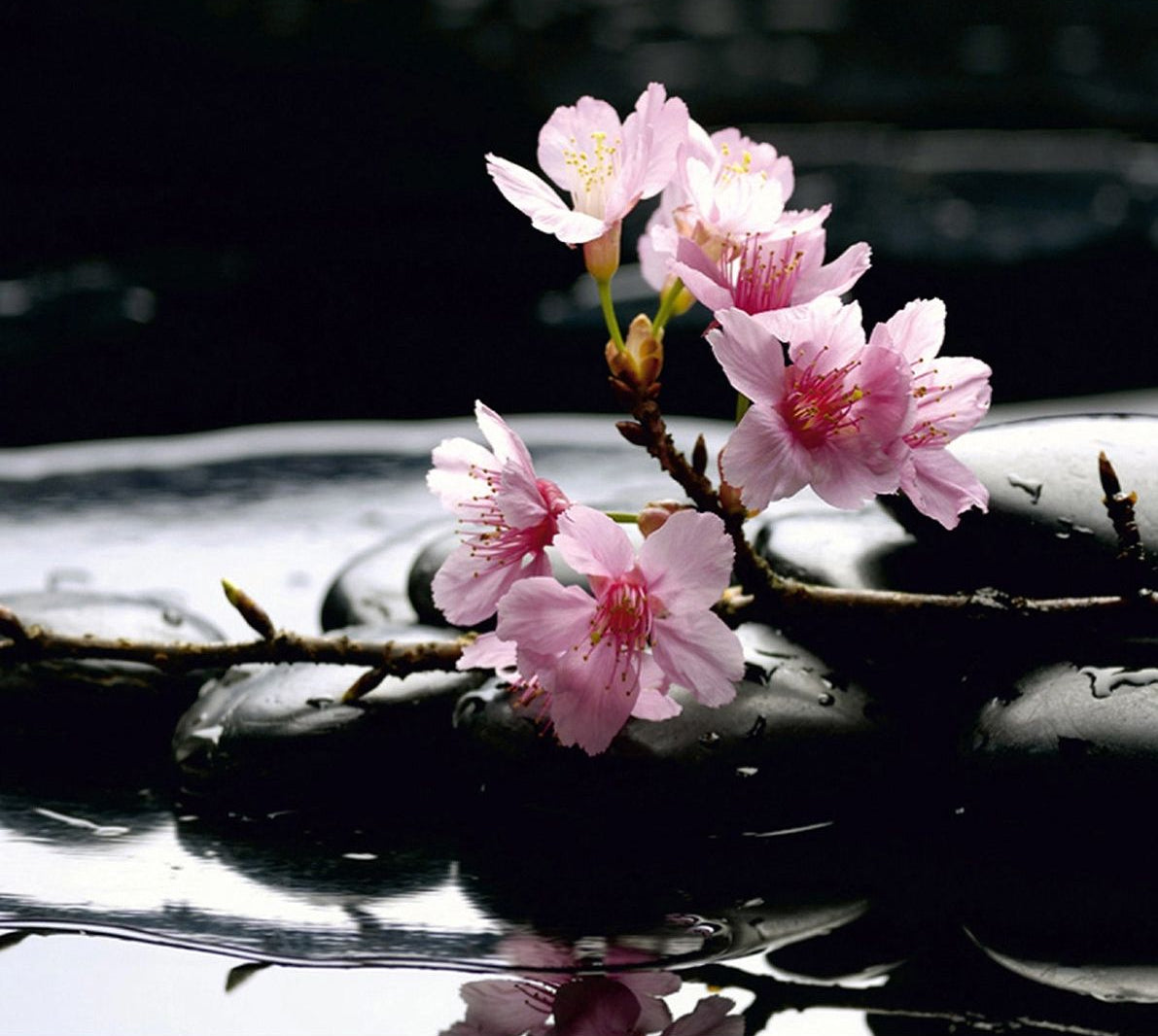 Pink Blossoms Over Water: Floral Wall Mural