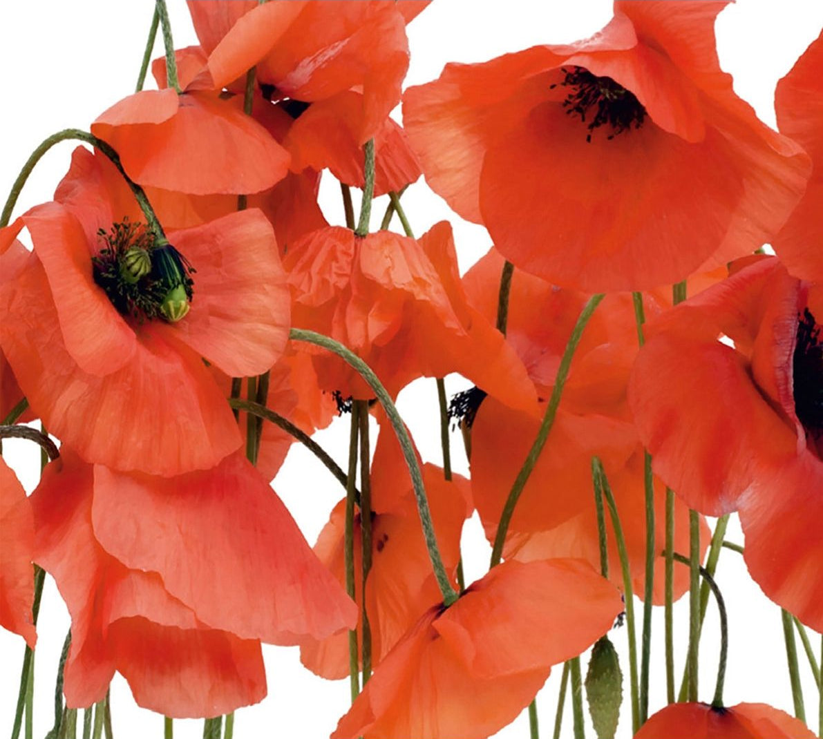 Crimson Bloom: Red Flowers on White Wall Mural