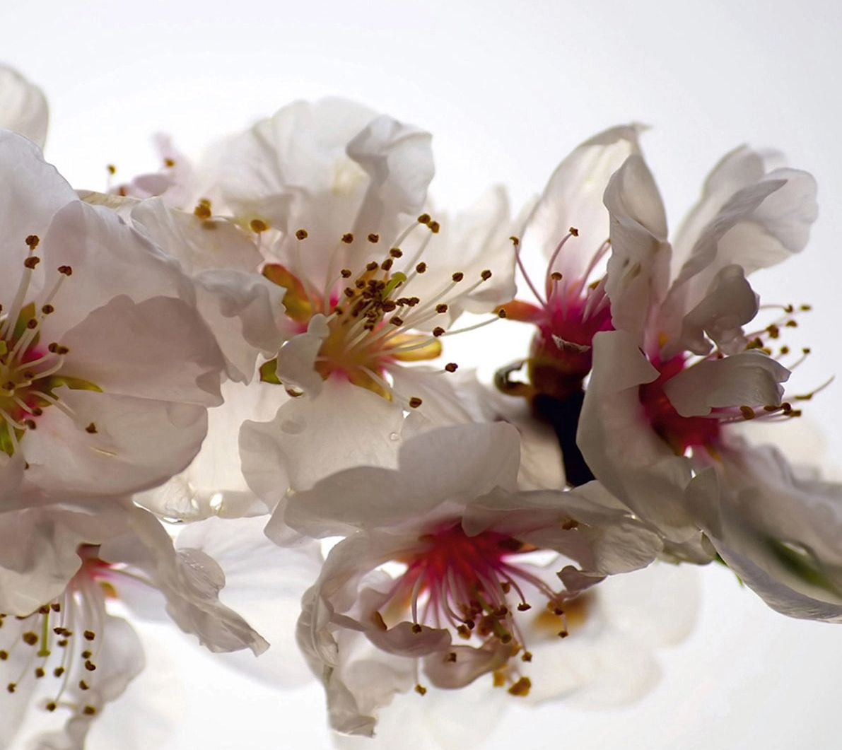 Whimsical White Blooms: Floral Wall Mural on a White Canvas