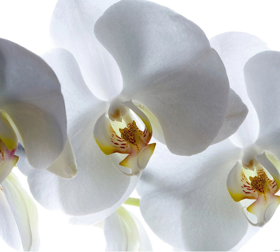 White Elegance: Majestic White Flower Wall Mural