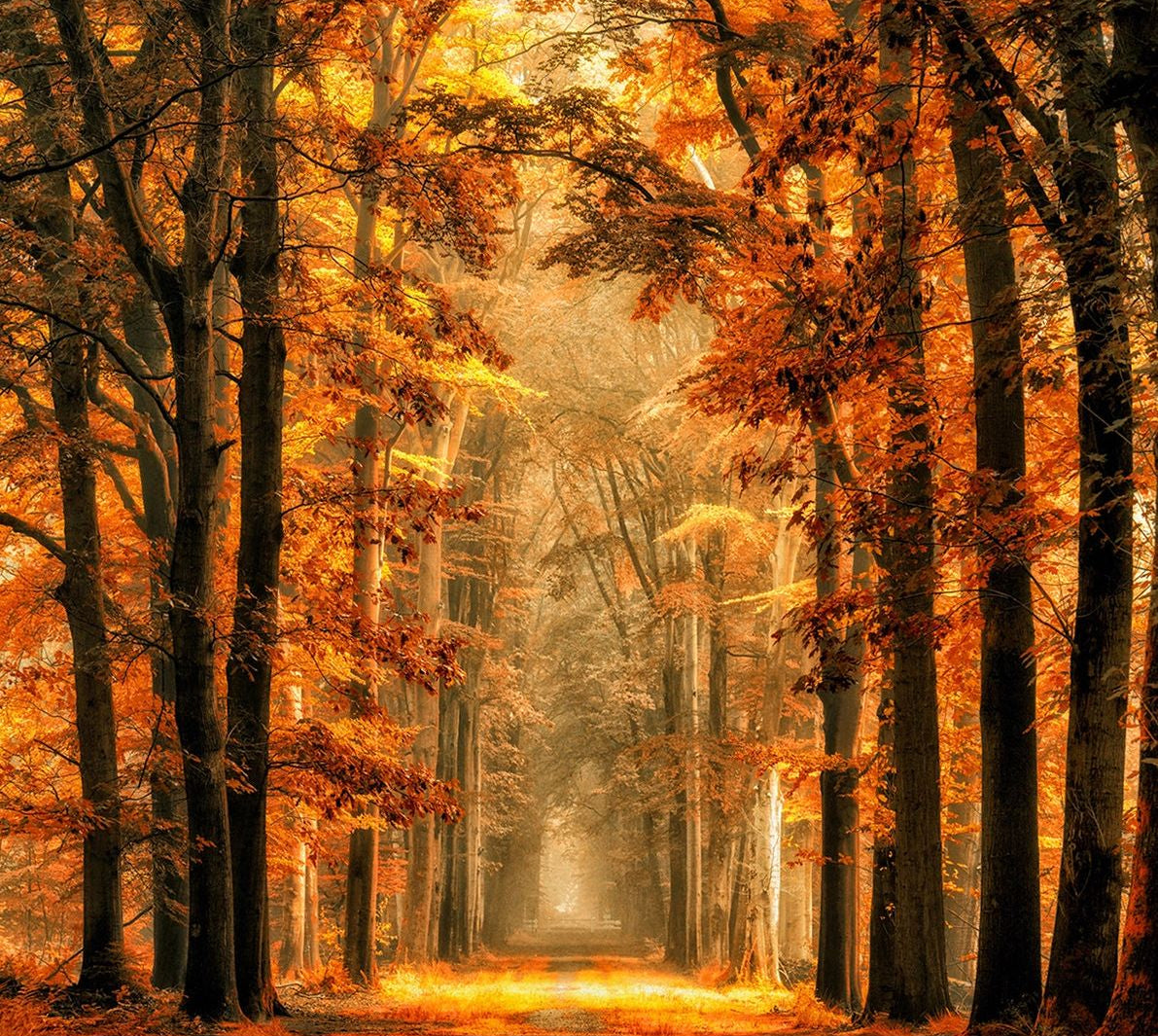 Golden Twilight: A Fall Journey Through Nature's Wall Mural