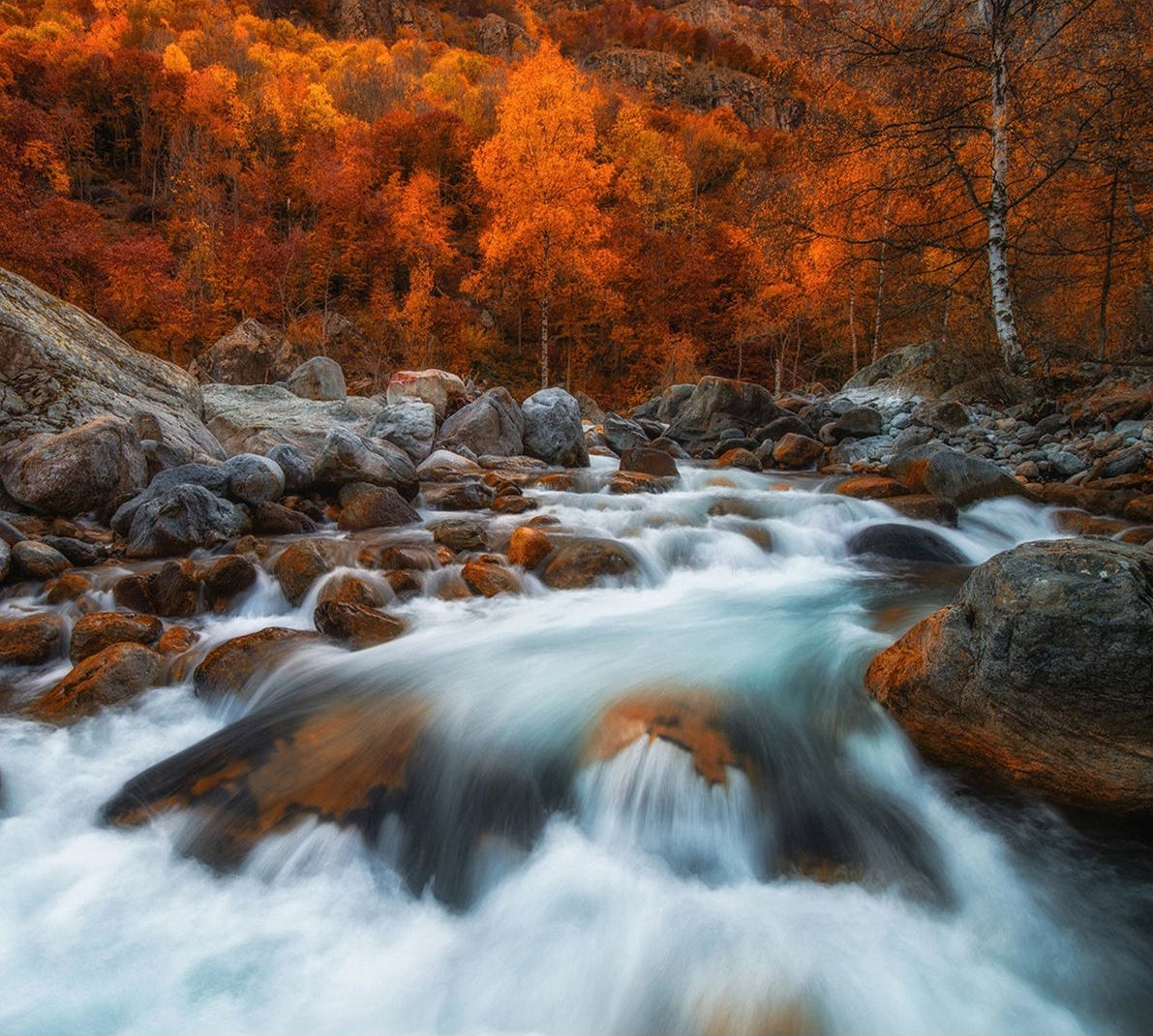 Rushing River: Forest Wall Mural