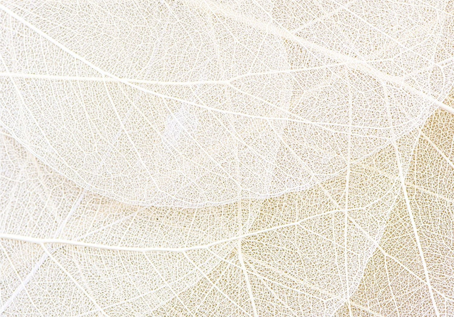 Cream Leaf Strings Wall Mural: Nature's Elegance