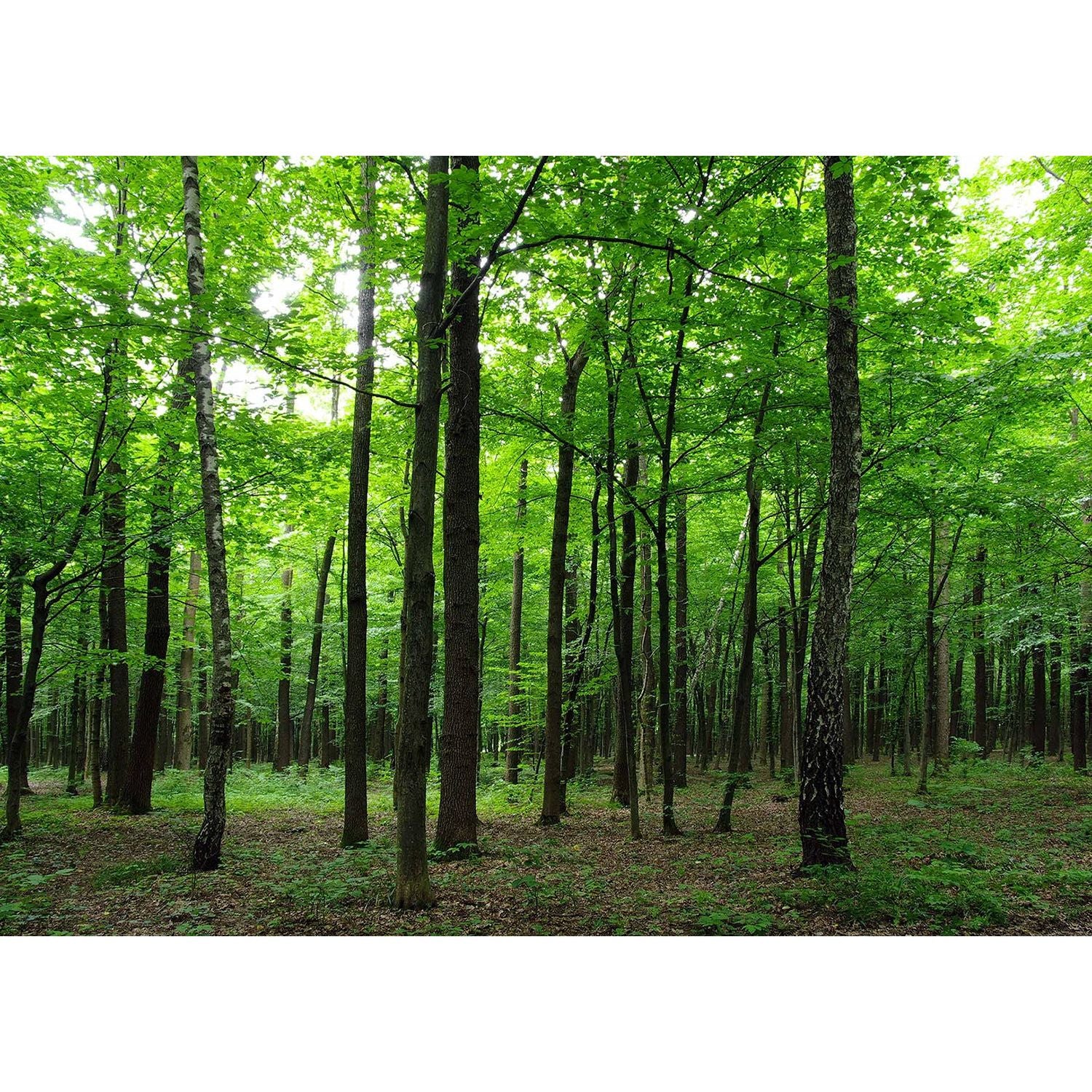 Towering Forest: High Trees & Green Leafs Wall Mural