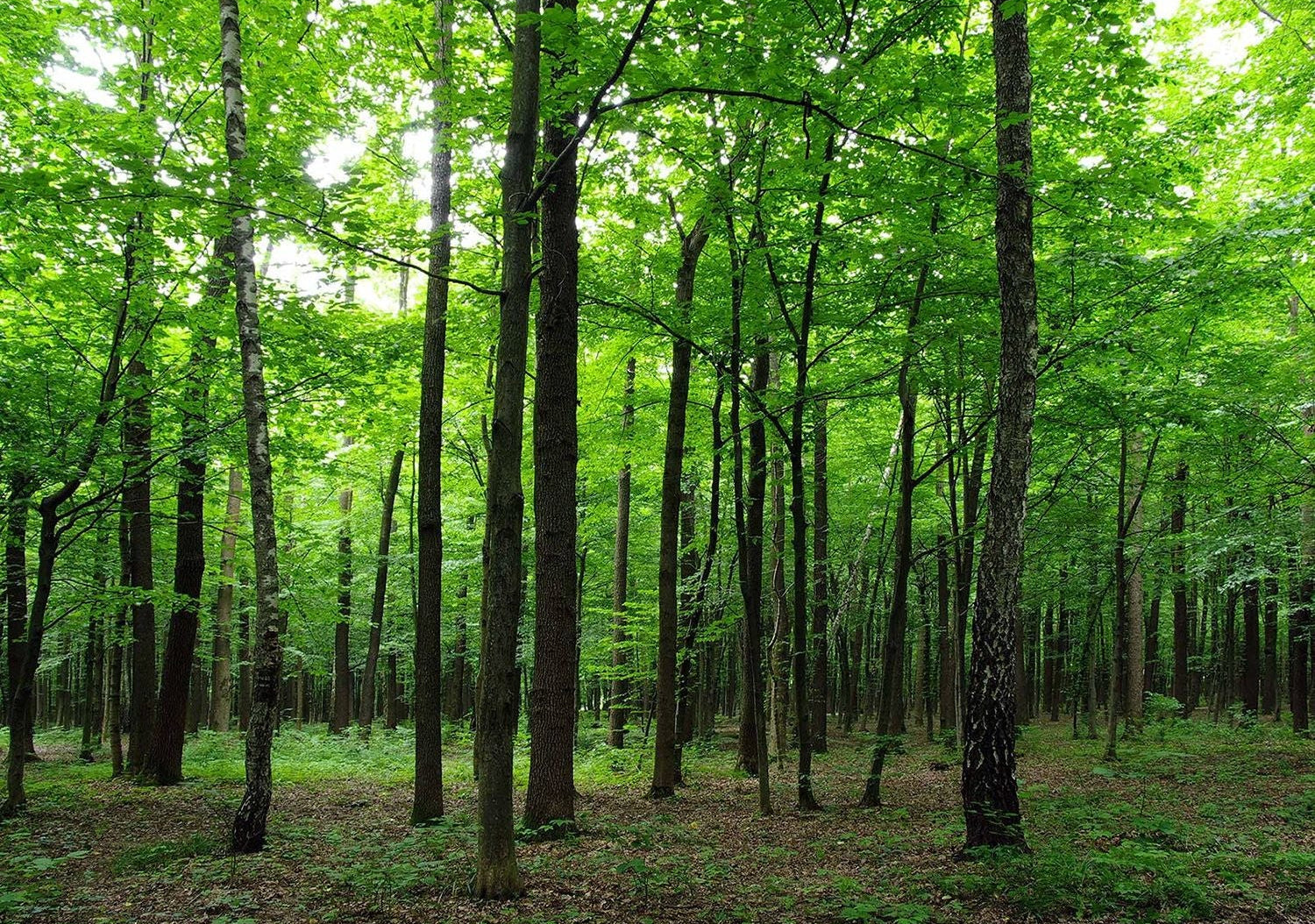 Towering Forest: High Trees & Green Leafs Wall Mural