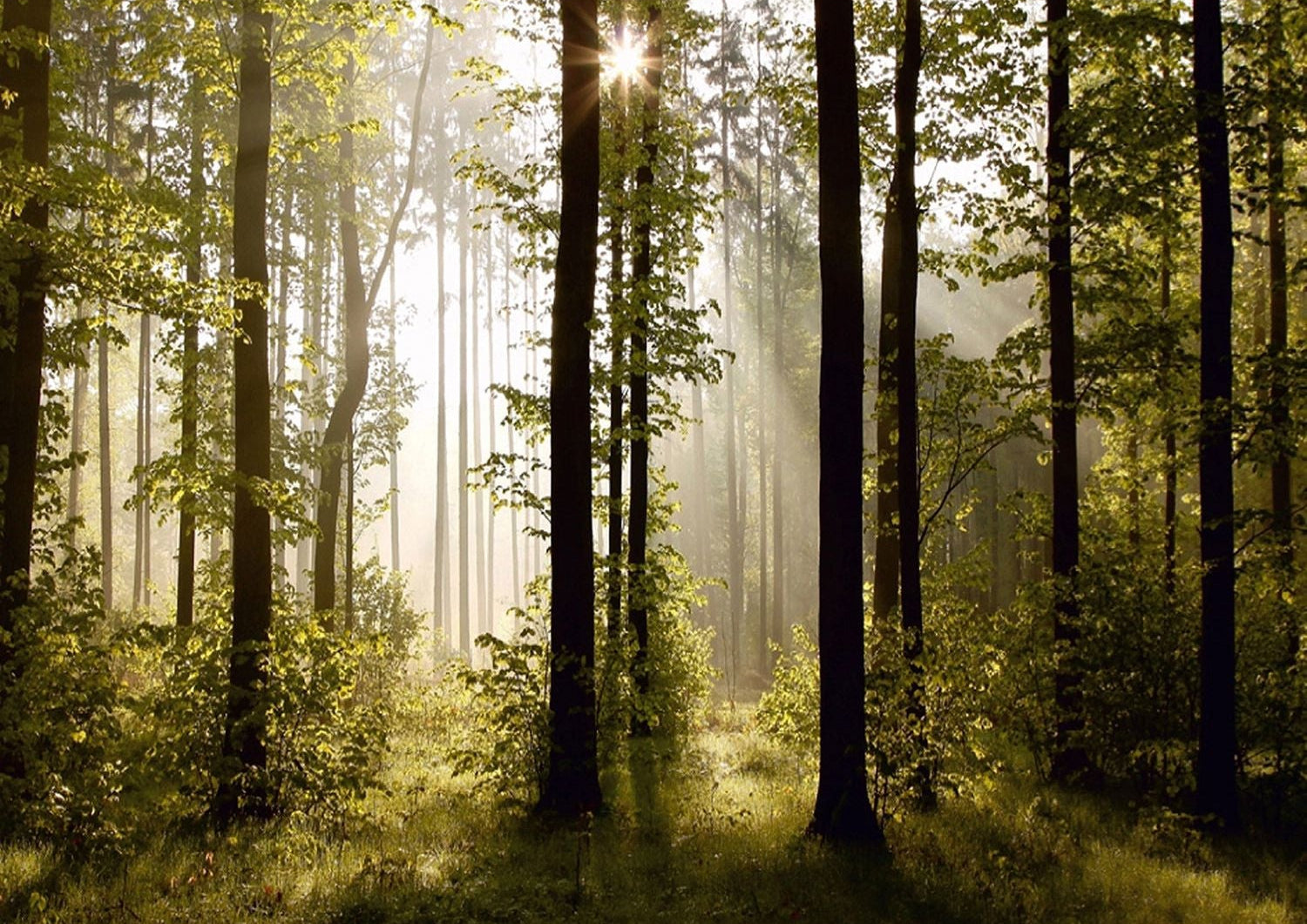 Sunlit Forest Canopy: Majestic Trees Wall Mural