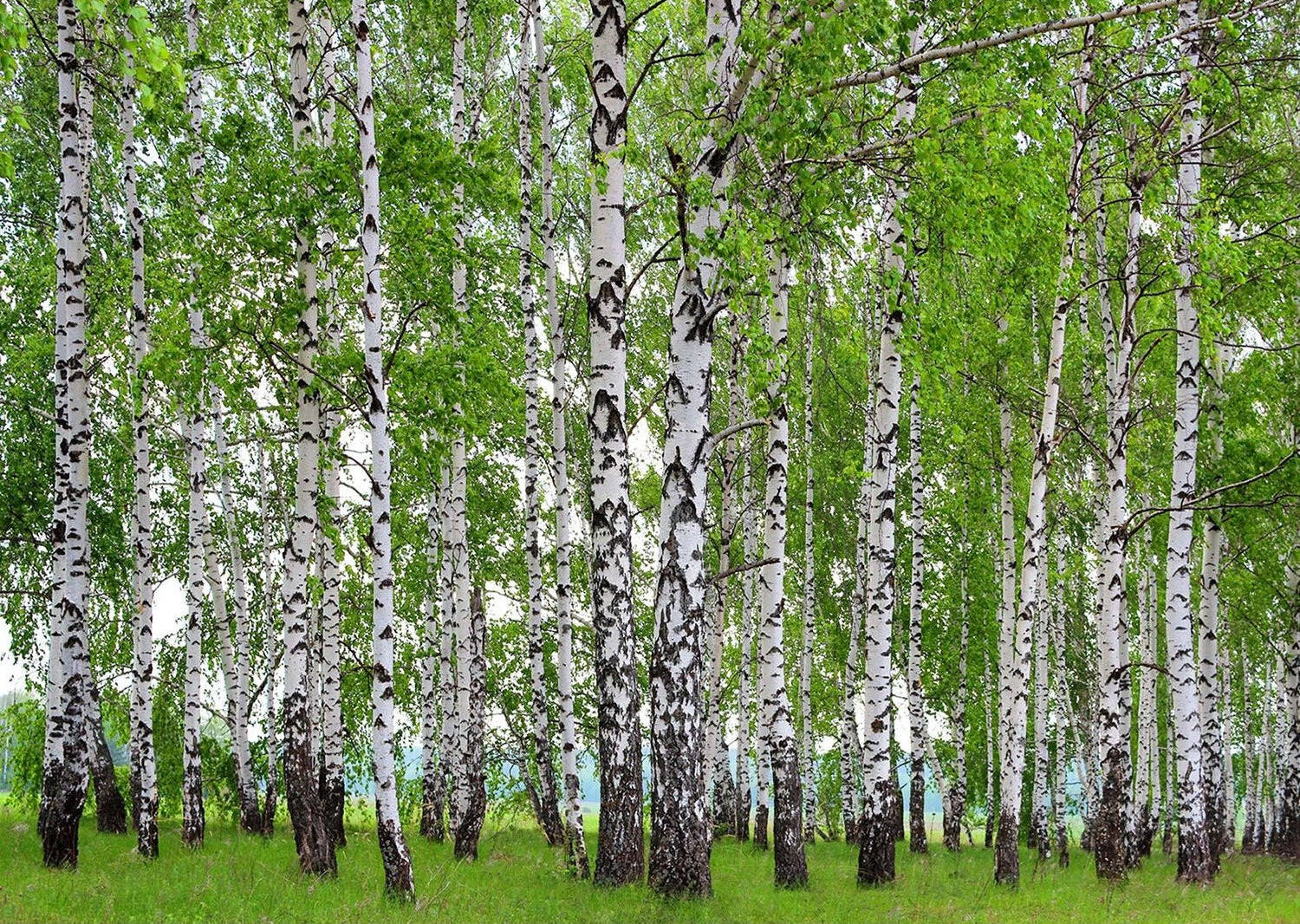 Verdant Canopy: Forest Trees, Green Leaves, and Grass Wall Mural