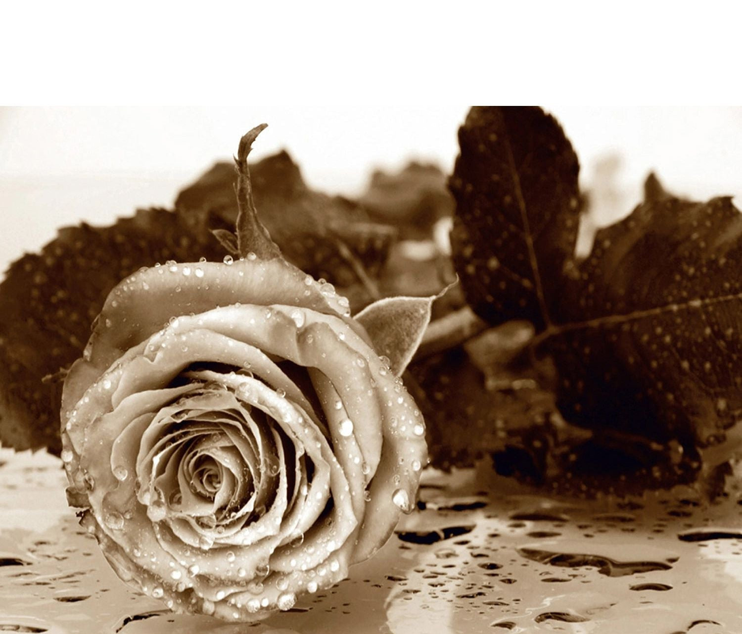 Monochrome Rose Elegance: Floral Wall Mural