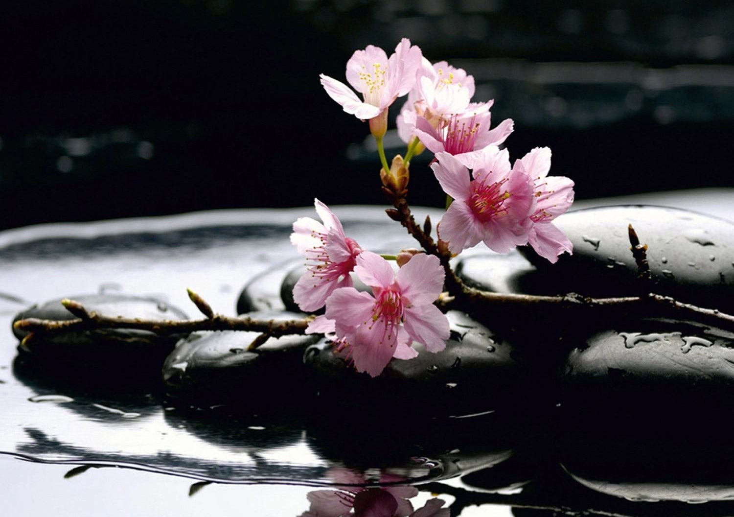 Pink Blossoms Over Water: Floral Wall Mural