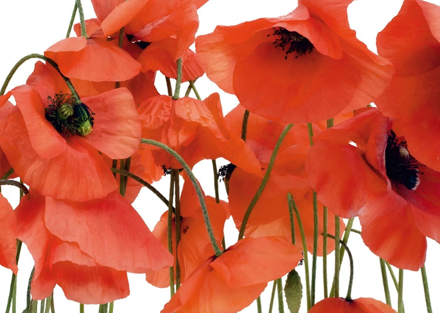 Crimson Bloom: Red Flowers on White Wall Mural