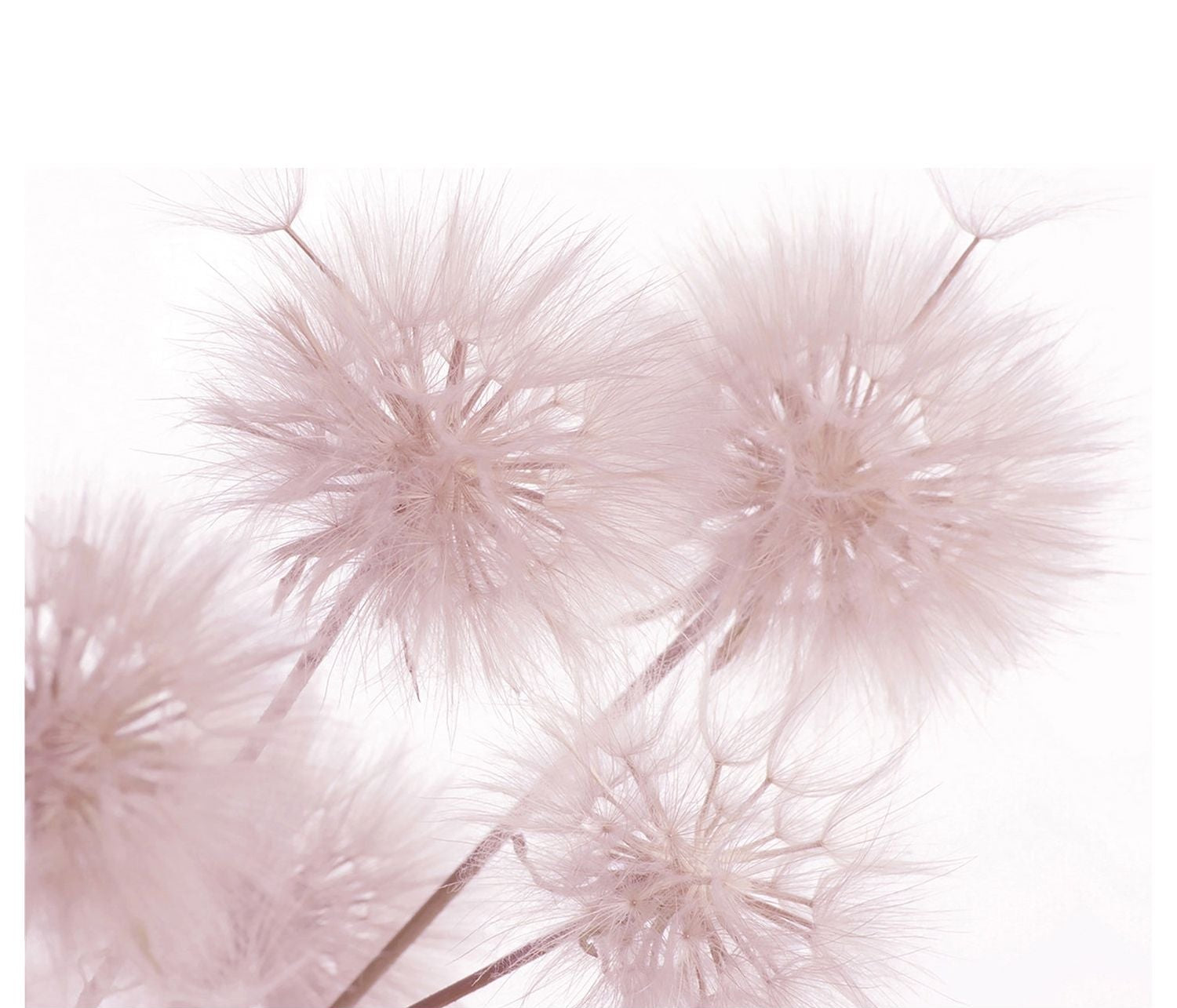 Pink Dandelion Serenity: Floral Wall Mural
