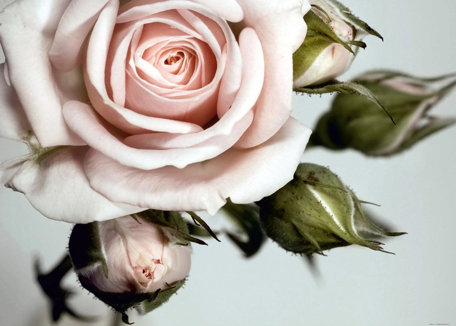 Rose's Gentle Blush: A Floral Wall Mural with Soft Pinkish Leafs