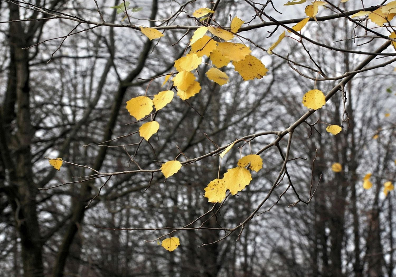 Golden Glow: Yellow Leaves on Chilly Canvas Wall Mural