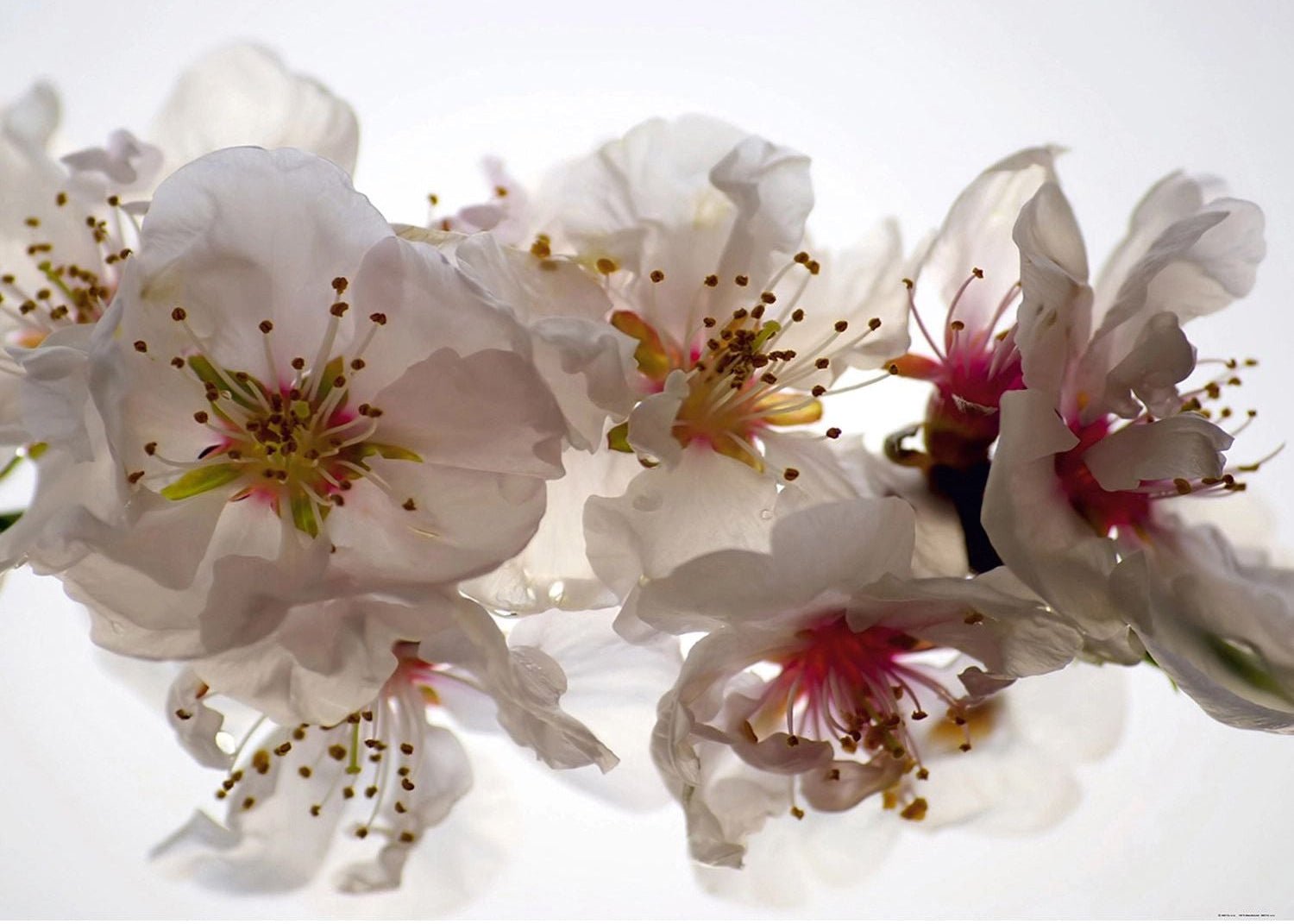 Whimsical White Blooms: Floral Wall Mural on a White Canvas