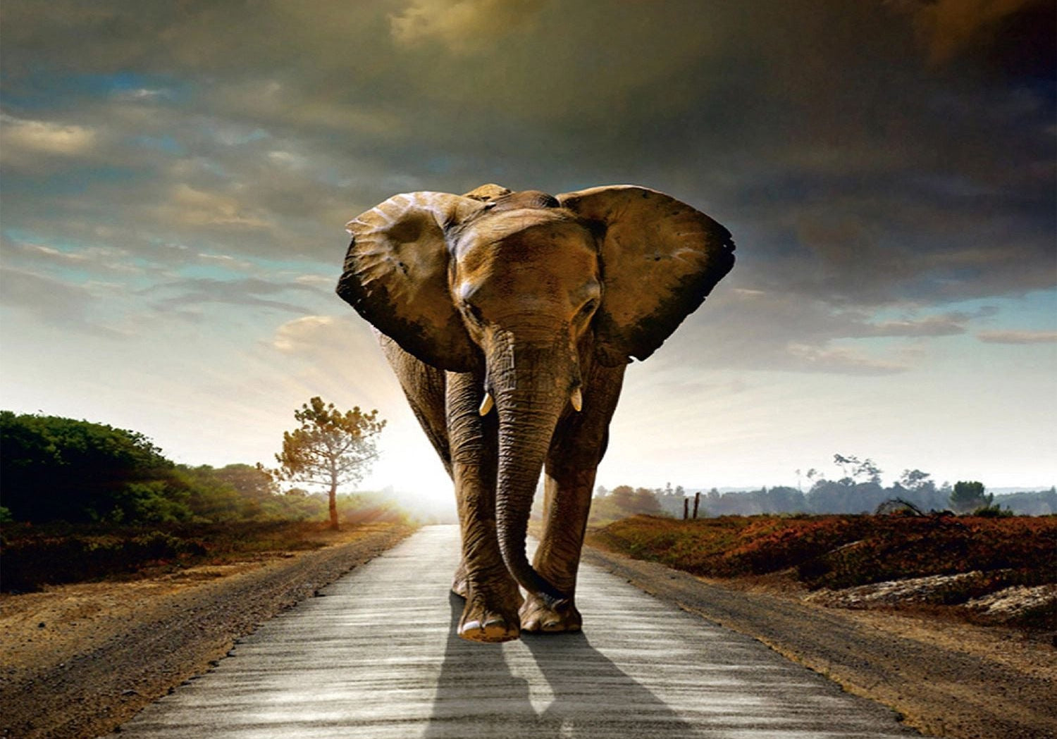 Graceful Movement: Majestic Elephant Wall Mural