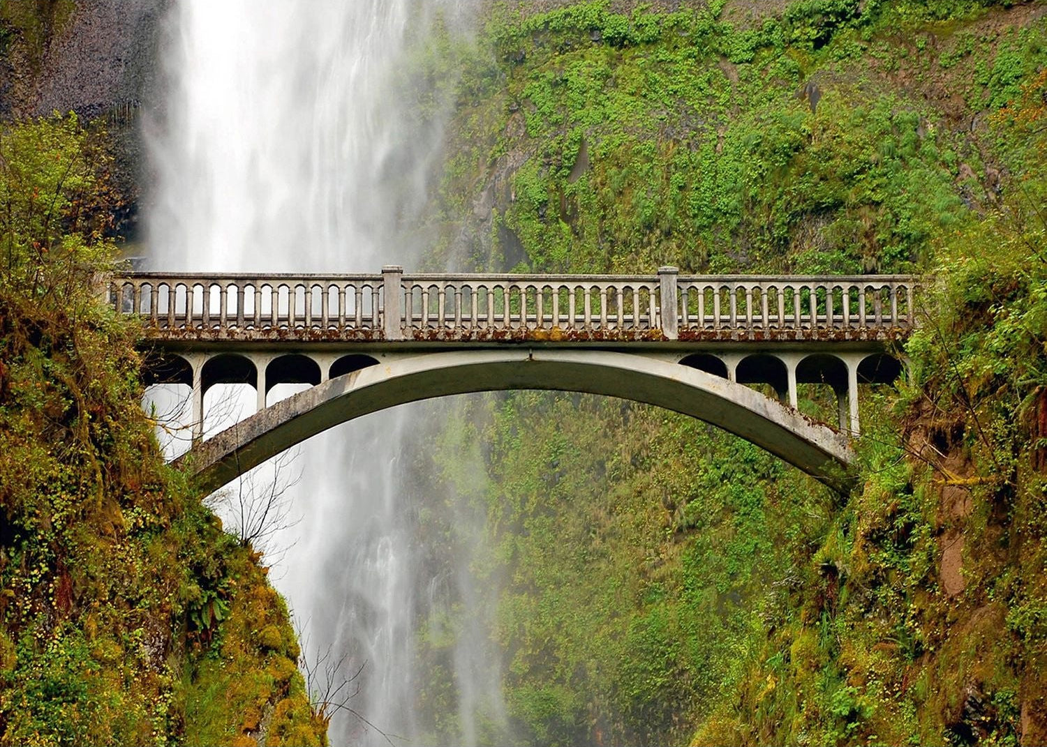 Tranquil Forest Bridge Wall Mural: Embrace Nature's Beauty