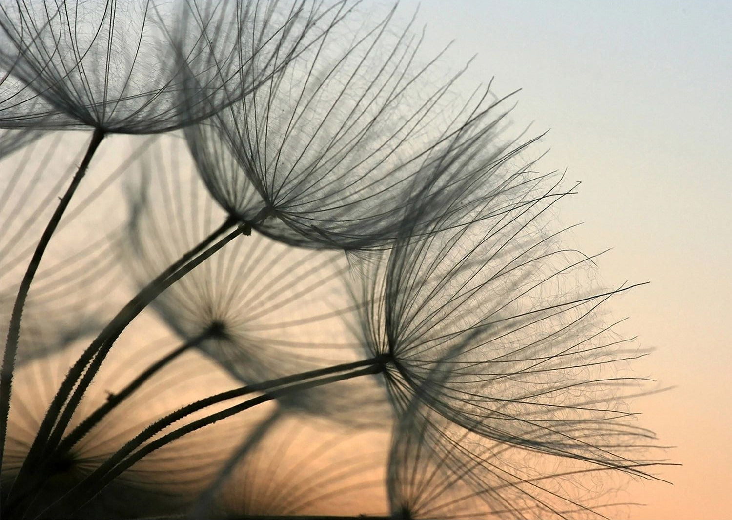 Dandelion Dusk: Serene Sunset Silhouettes Wall Mural