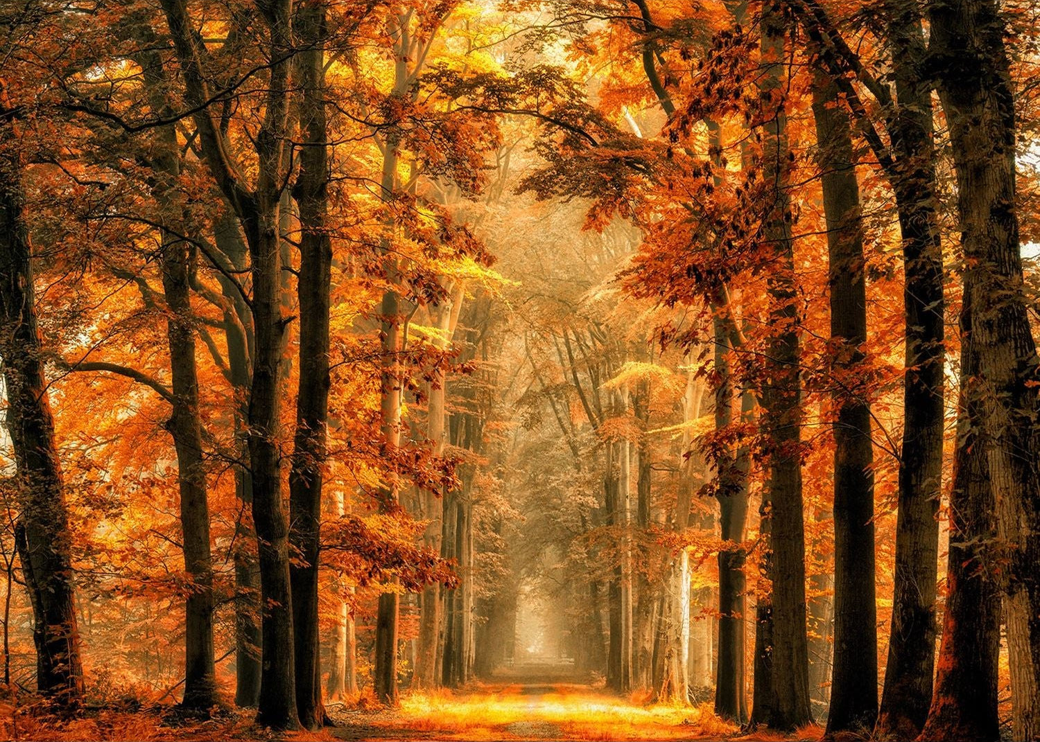 Golden Twilight: A Fall Journey Through Nature's Wall Mural