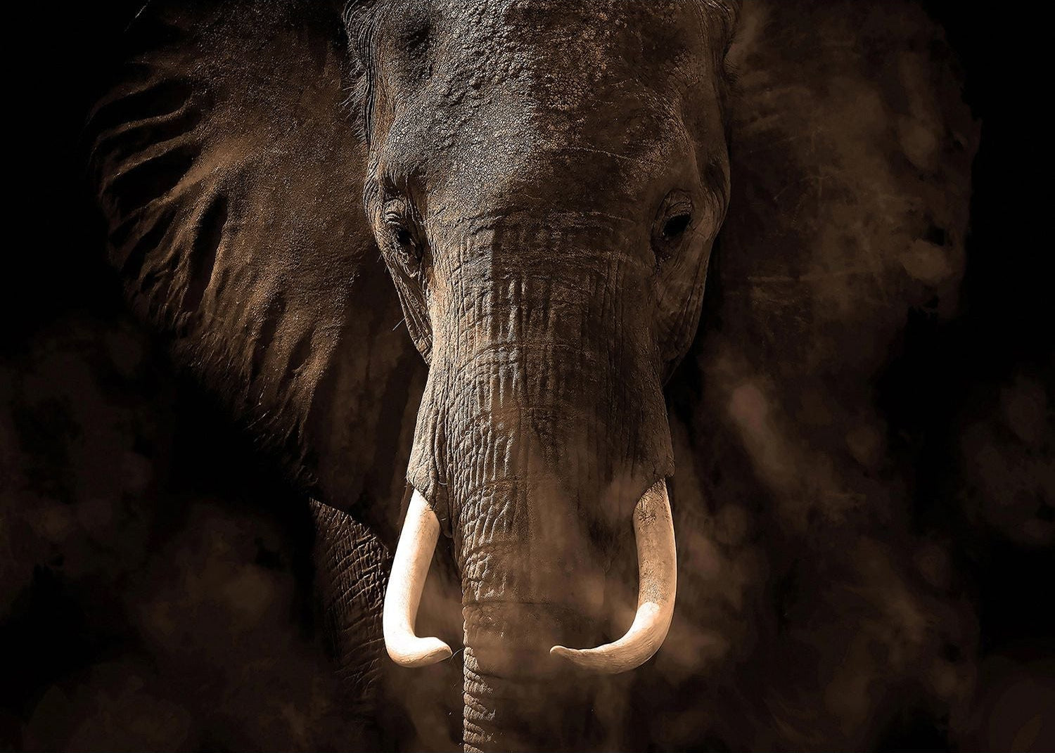 Essence of the Elephant Wall Mural