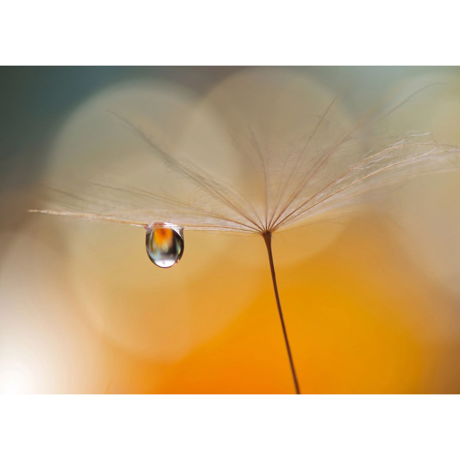 Dandelion Dewdrop Elegance Wall Mural