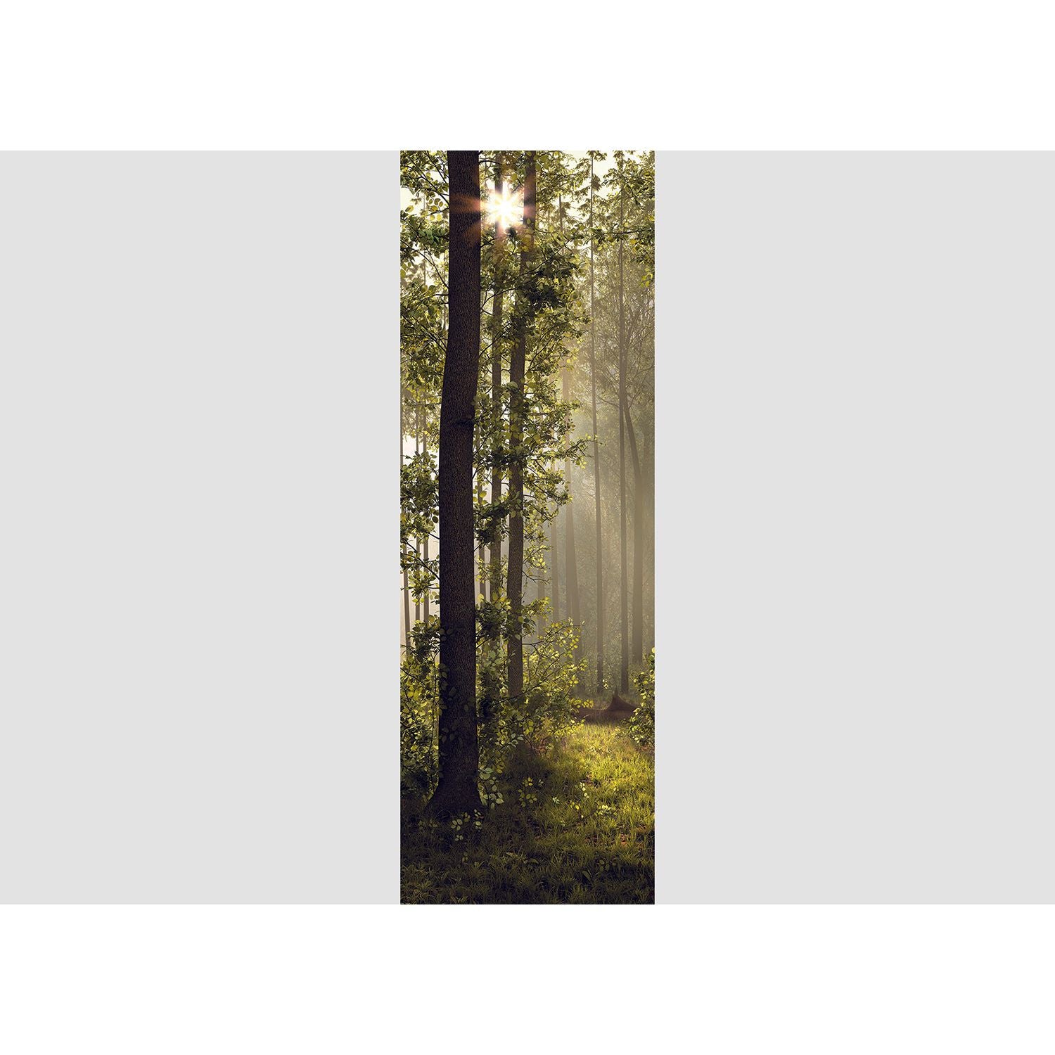 Sunlit Forest Canopy: Majestic Trees Wall Mural
