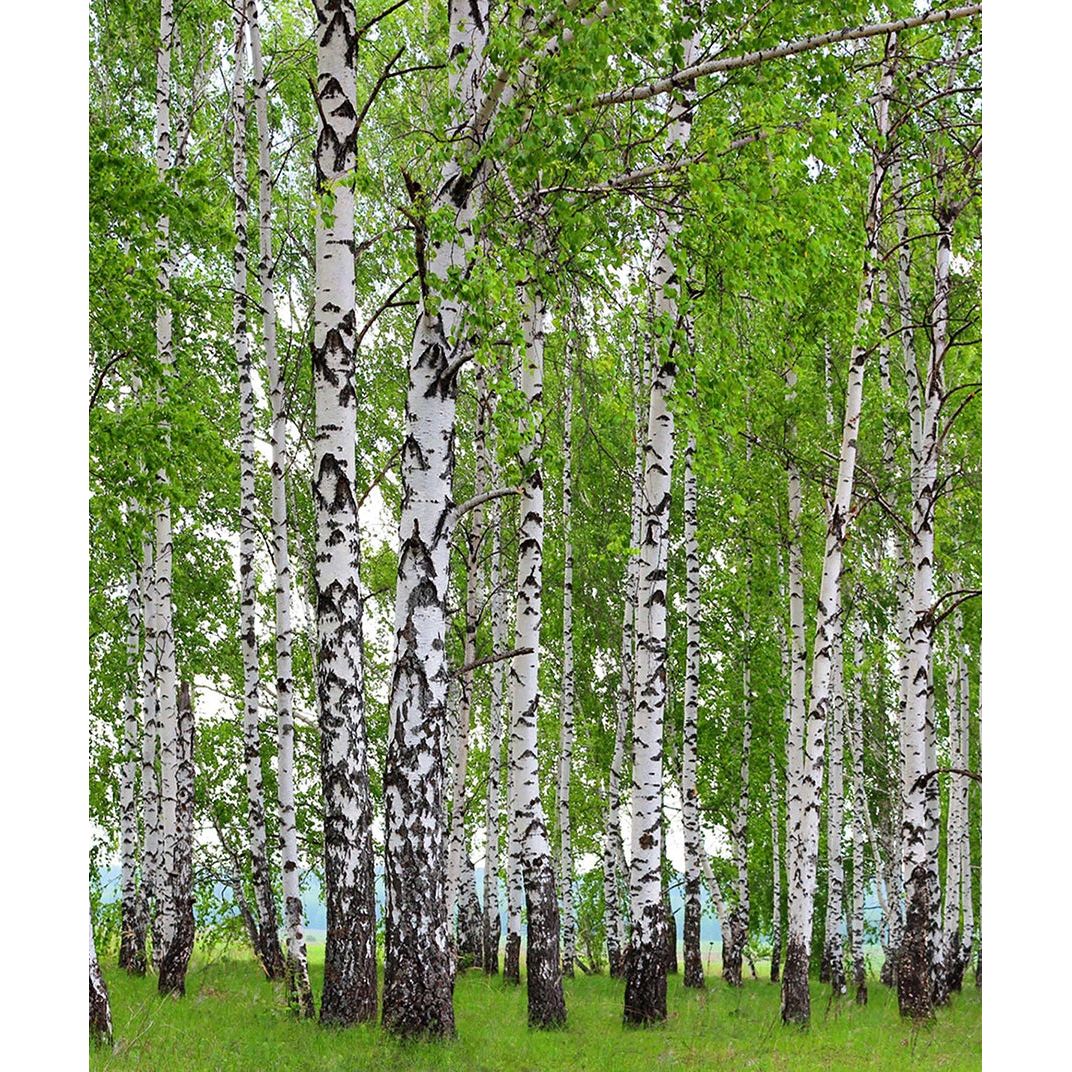 Verdant Canopy: Forest Trees, Green Leaves, and Grass Wall Mural