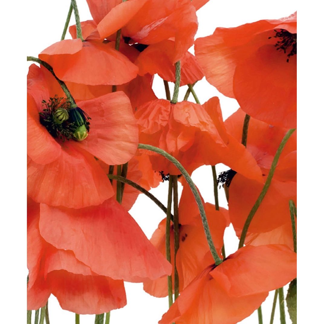 Crimson Bloom: Red Flowers on White Wall Mural