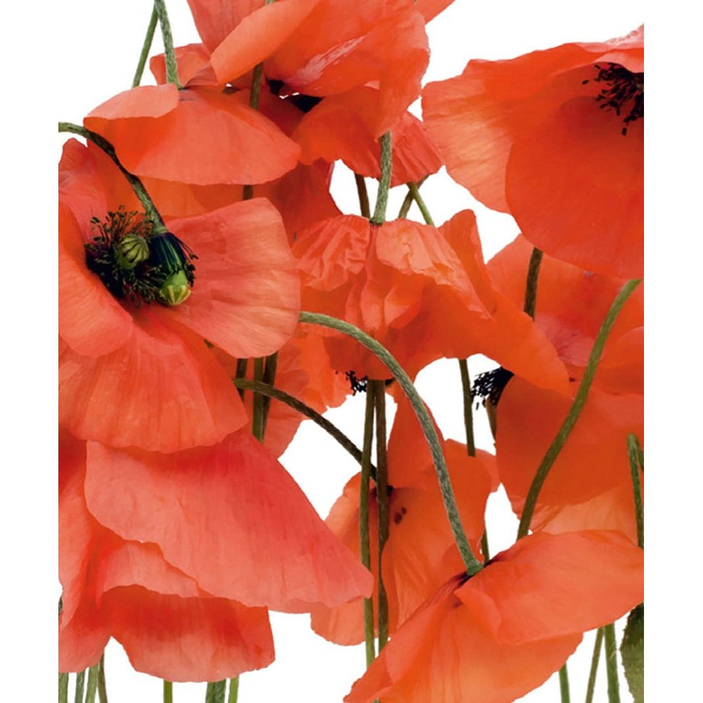Crimson Bloom: Red Flowers on White Wall Mural