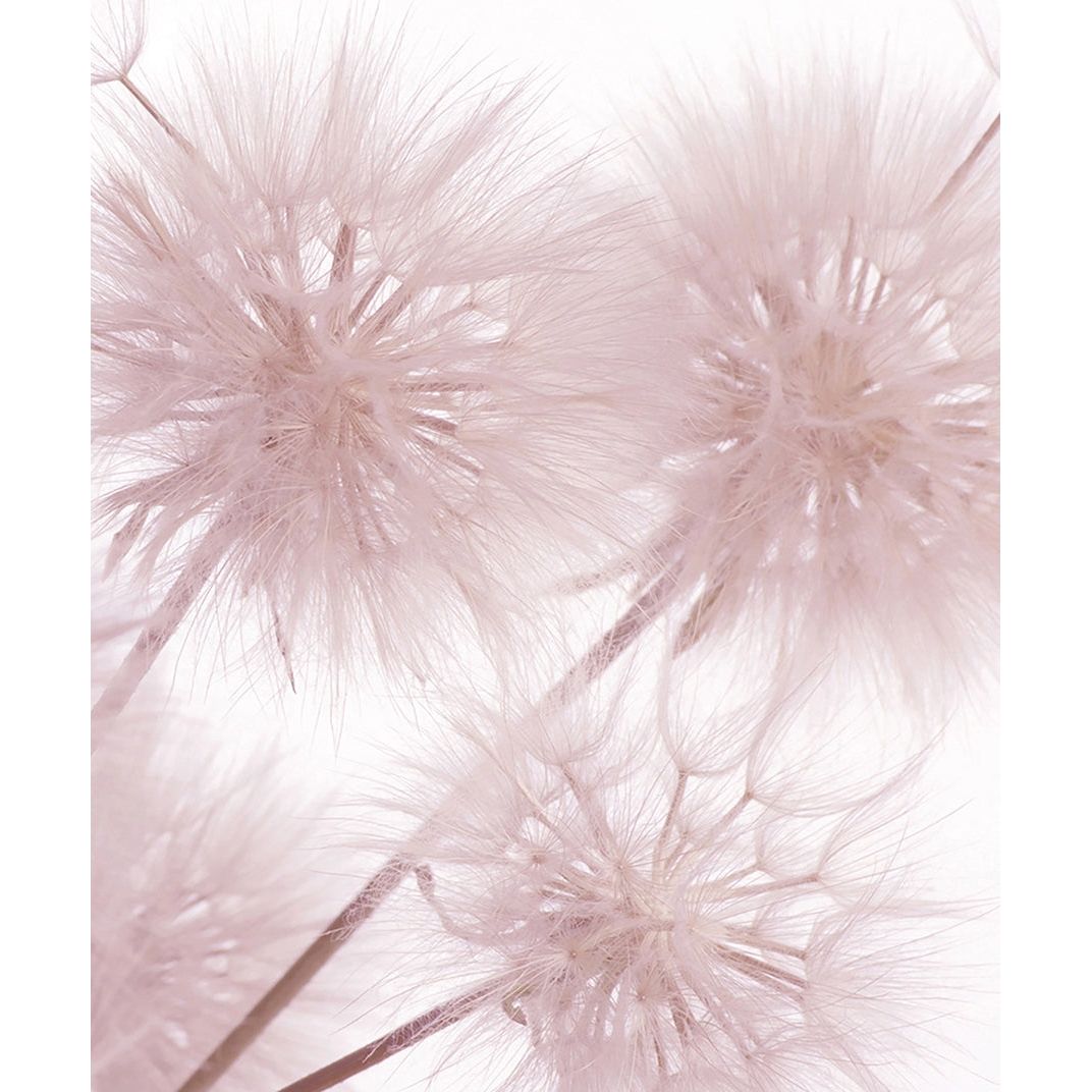 Pink Dandelion Serenity: Floral Wall Mural