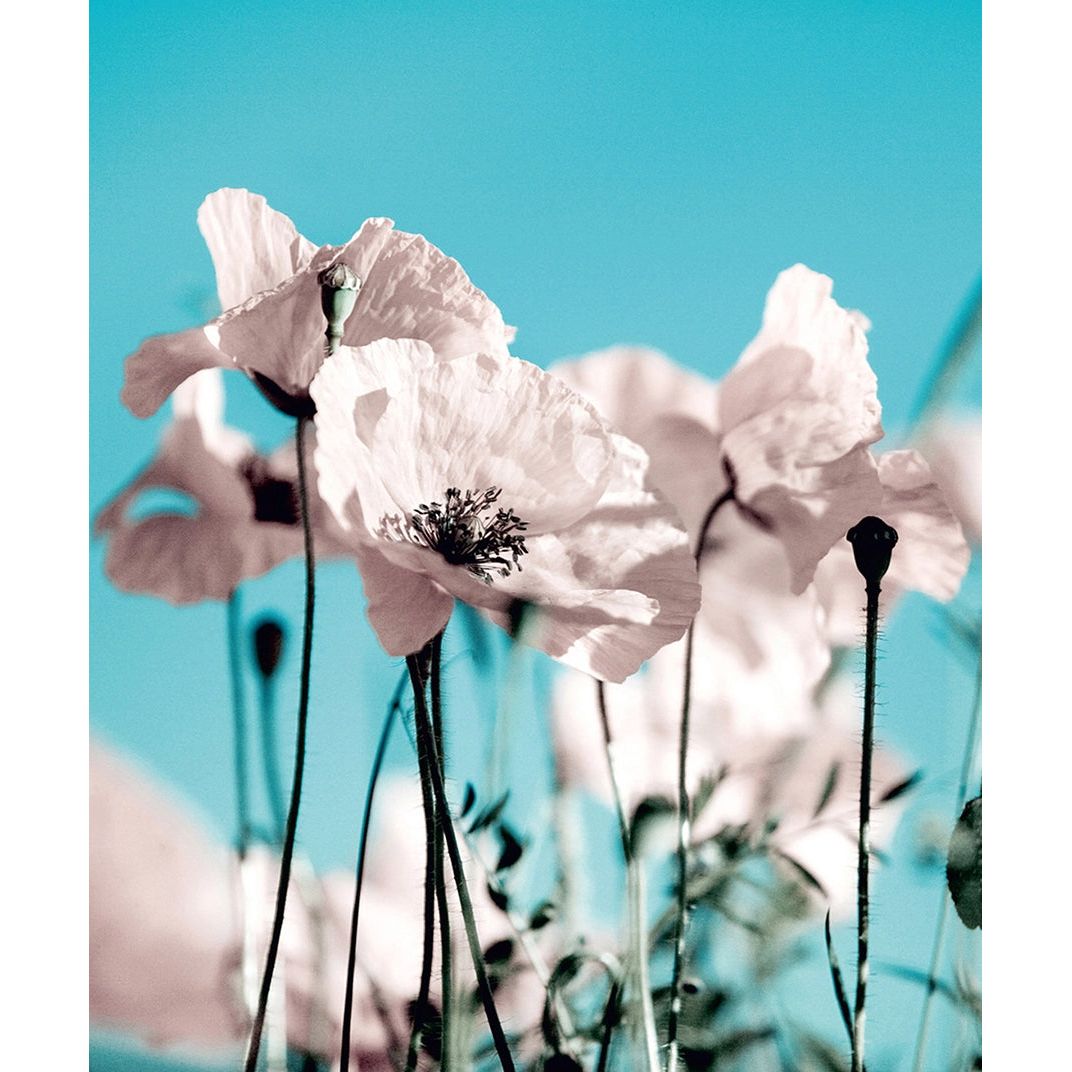 Tranquil Sky Bloom: Floral Wall Mural