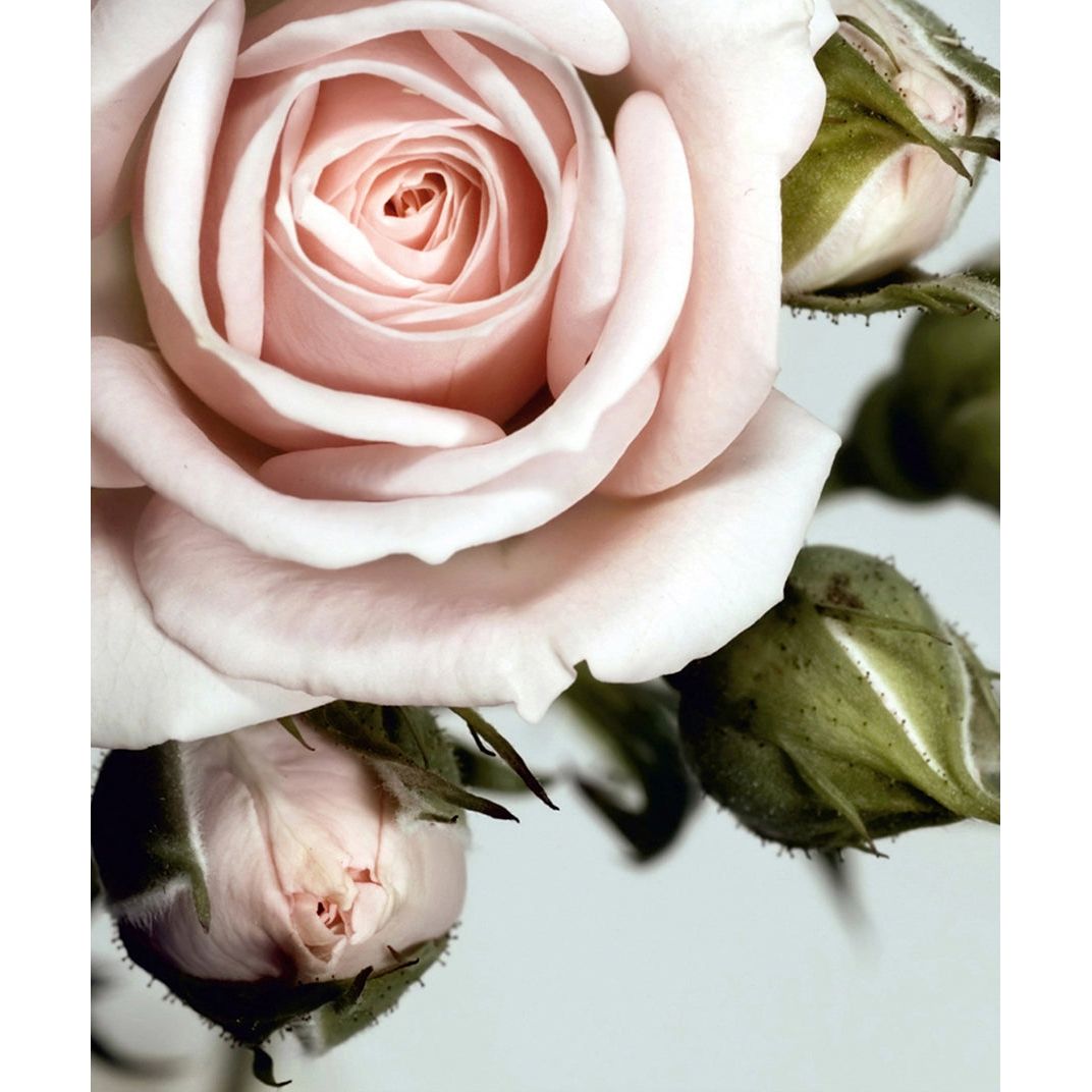 Rose's Gentle Blush: A Floral Wall Mural with Soft Pinkish Leafs