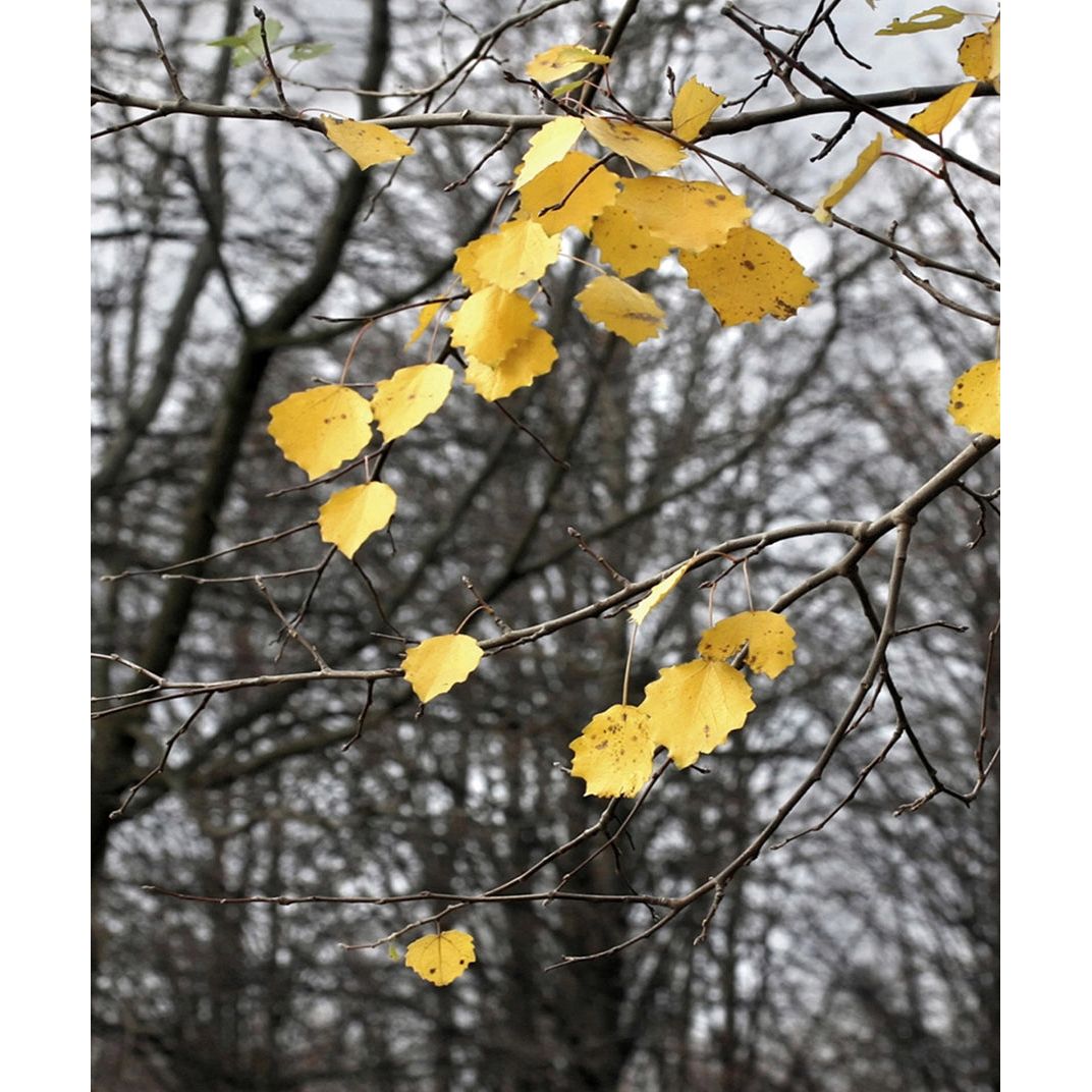 Golden Glow: Yellow Leaves on Chilly Canvas Wall Mural