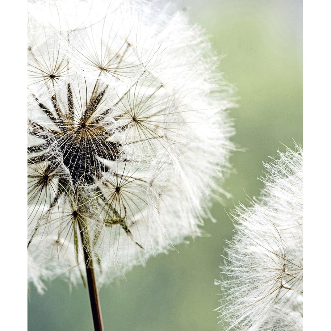 Whispers of Nature: Ethereal Dandelion Art Wall Mural