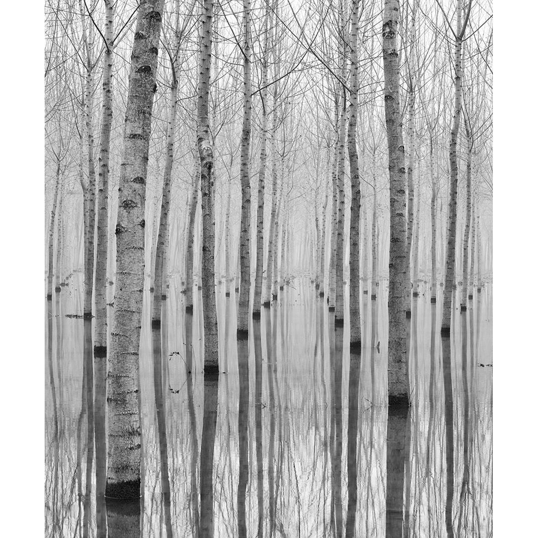 Winter's Embrace: Sparse Trees in the Cold Wall Mural