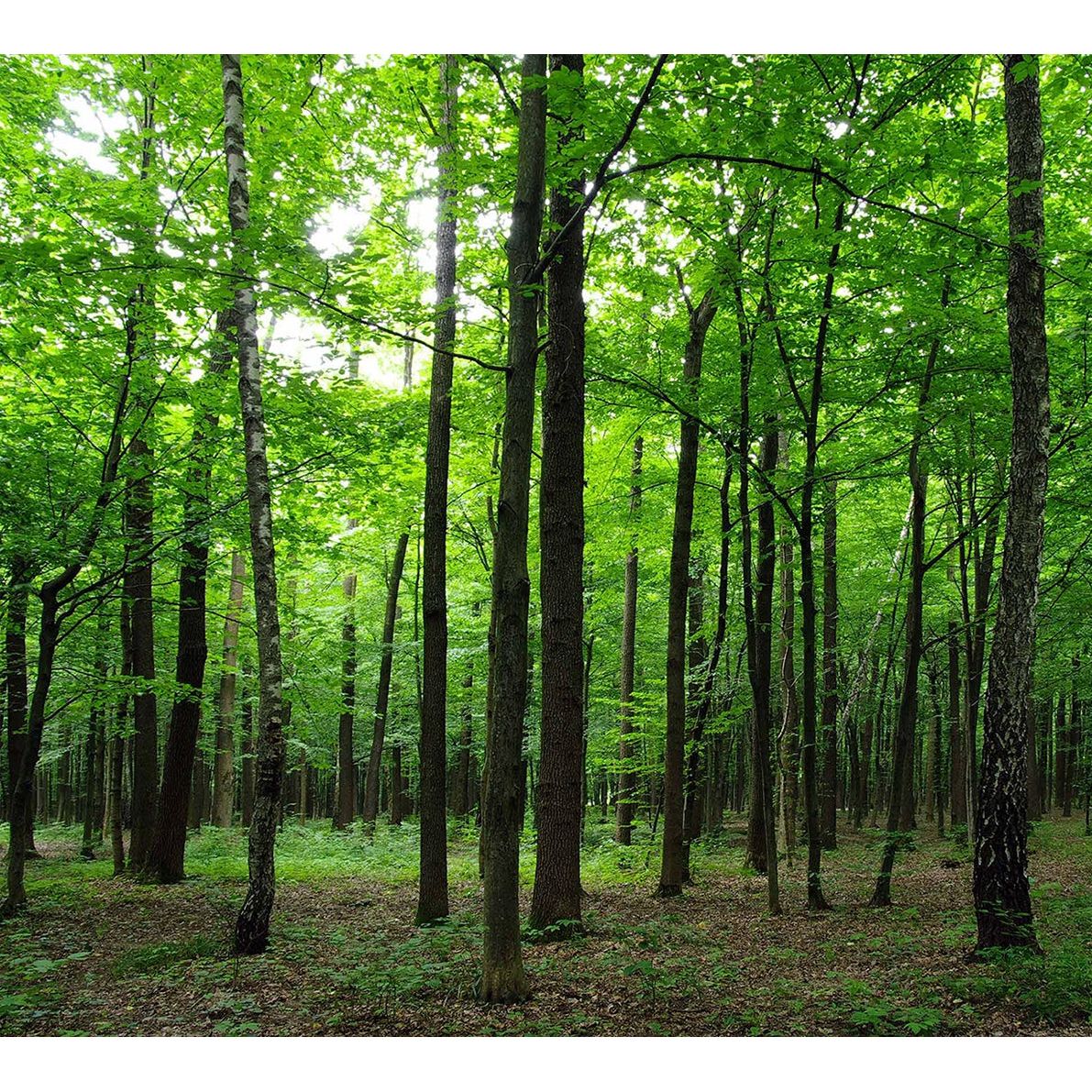 Towering Forest: High Trees & Green Leafs Wall Mural
