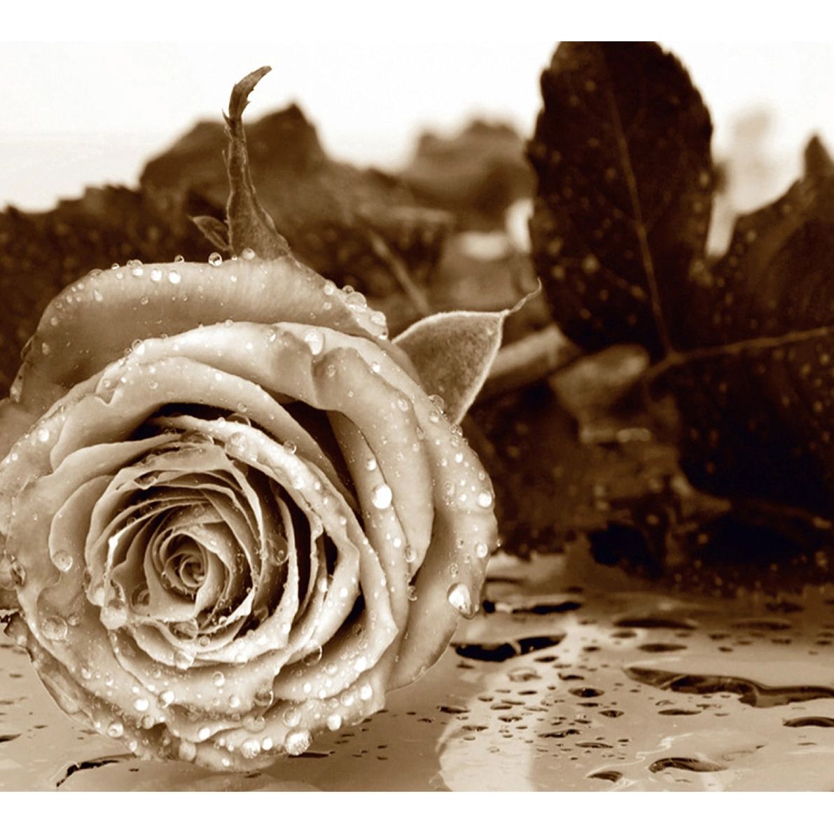 Monochrome Rose Elegance: Floral Wall Mural