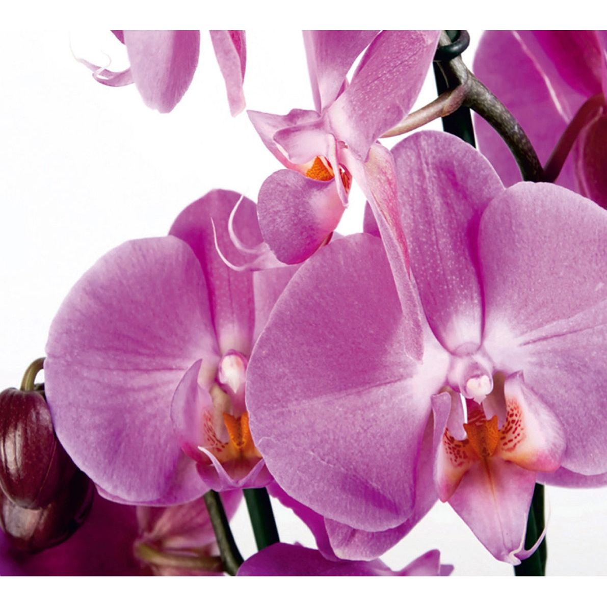 Pink Petal Paradise: Floral Wall Mural