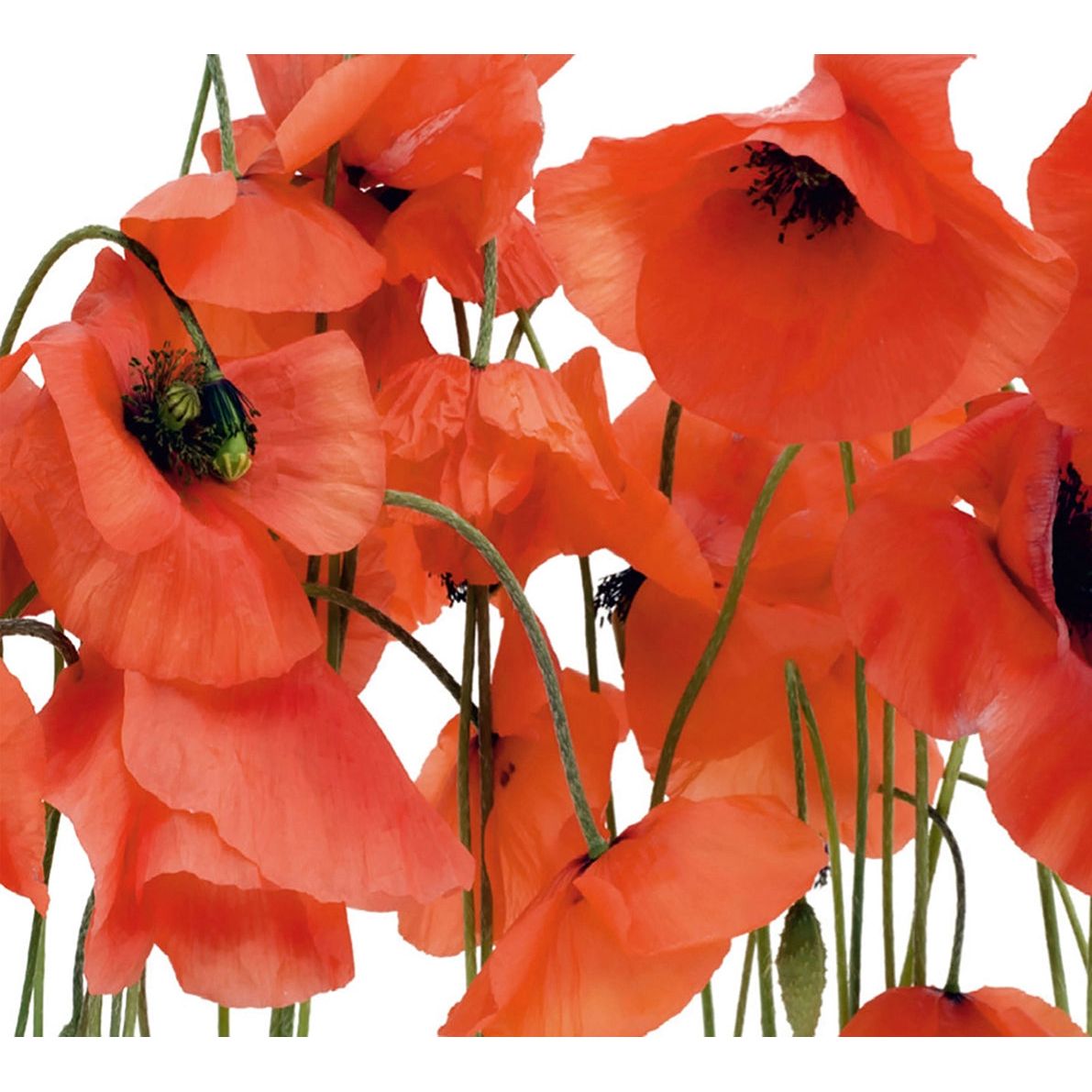 Crimson Bloom: Red Flowers on White Wall Mural