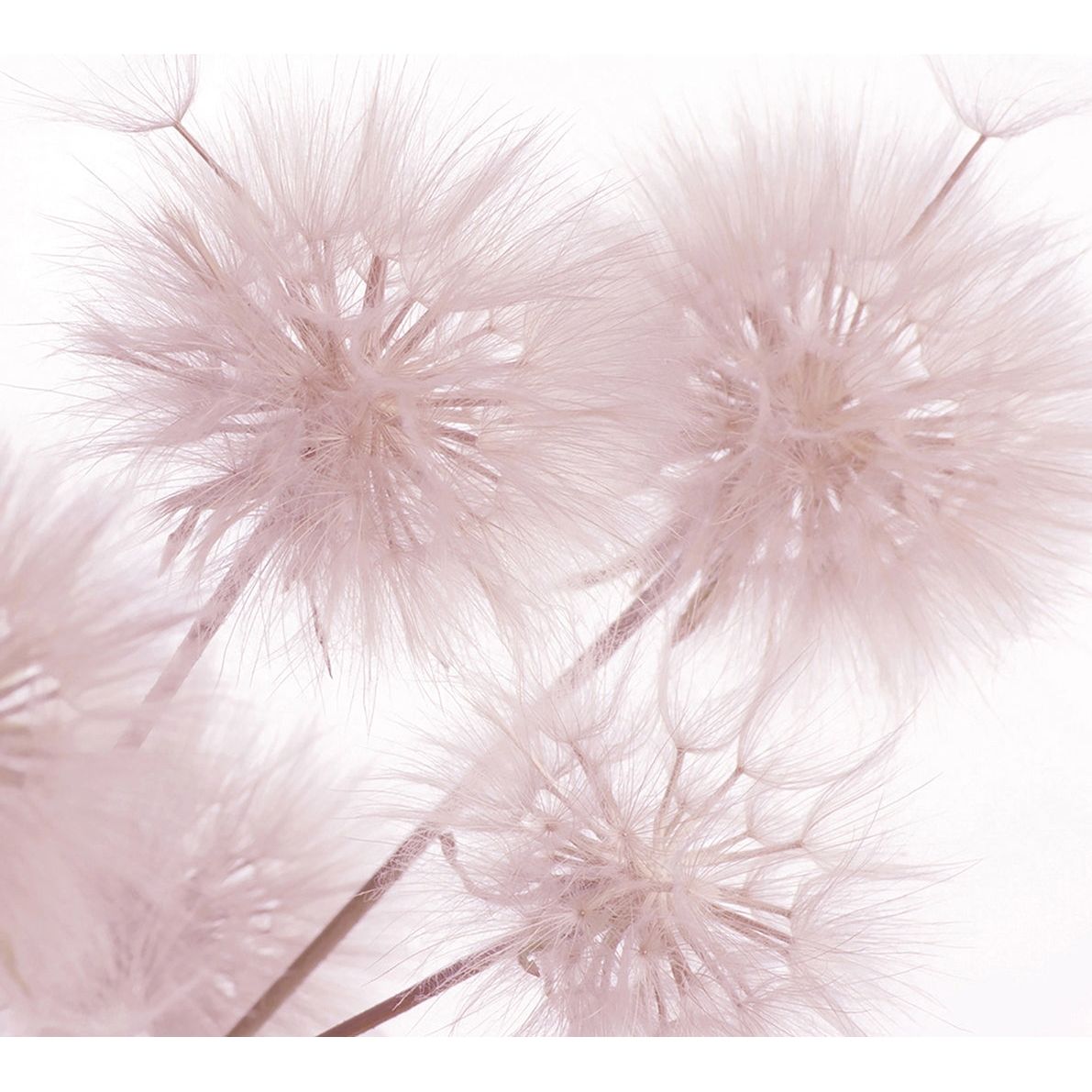 Pink Dandelion Serenity: Floral Wall Mural