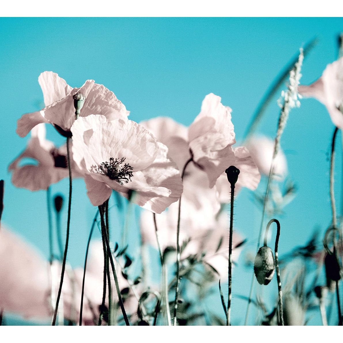Tranquil Sky Bloom: Floral Wall Mural