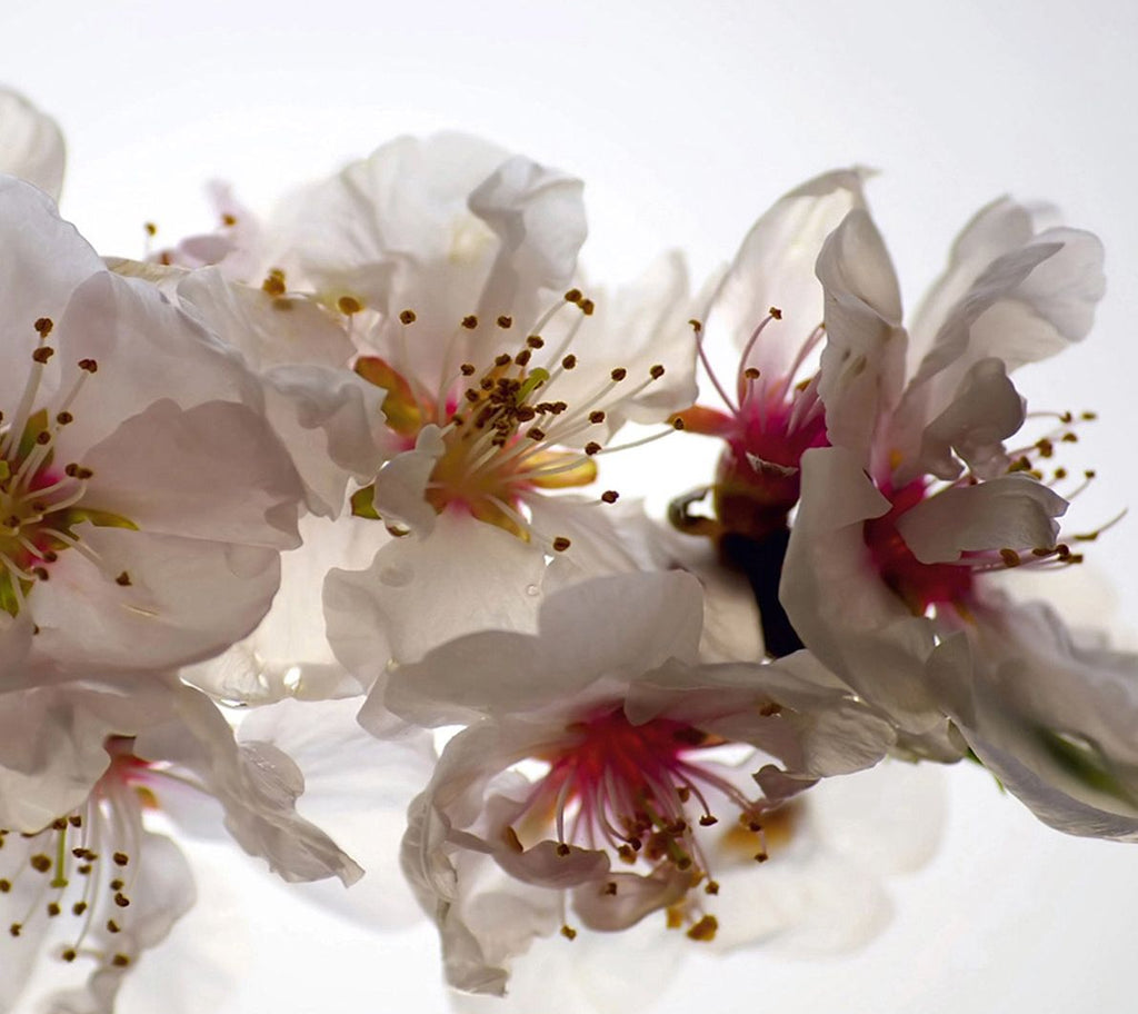 Whimsical White Blooms: Floral Wall Mural on a White Canvas