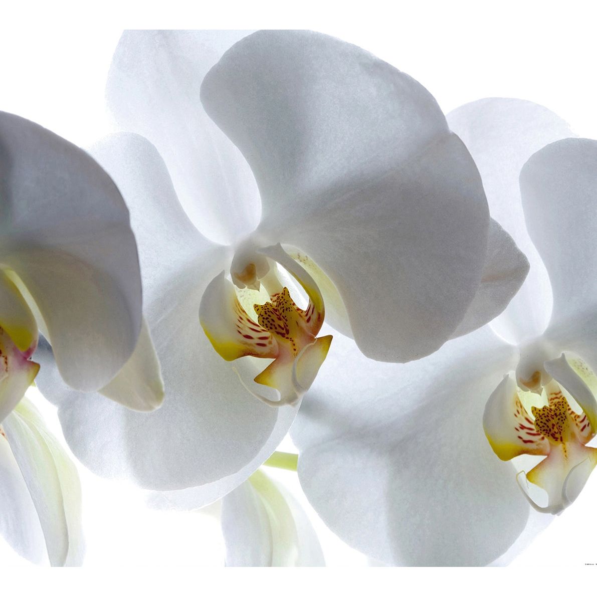 White Elegance: Majestic White Flower Wall Mural