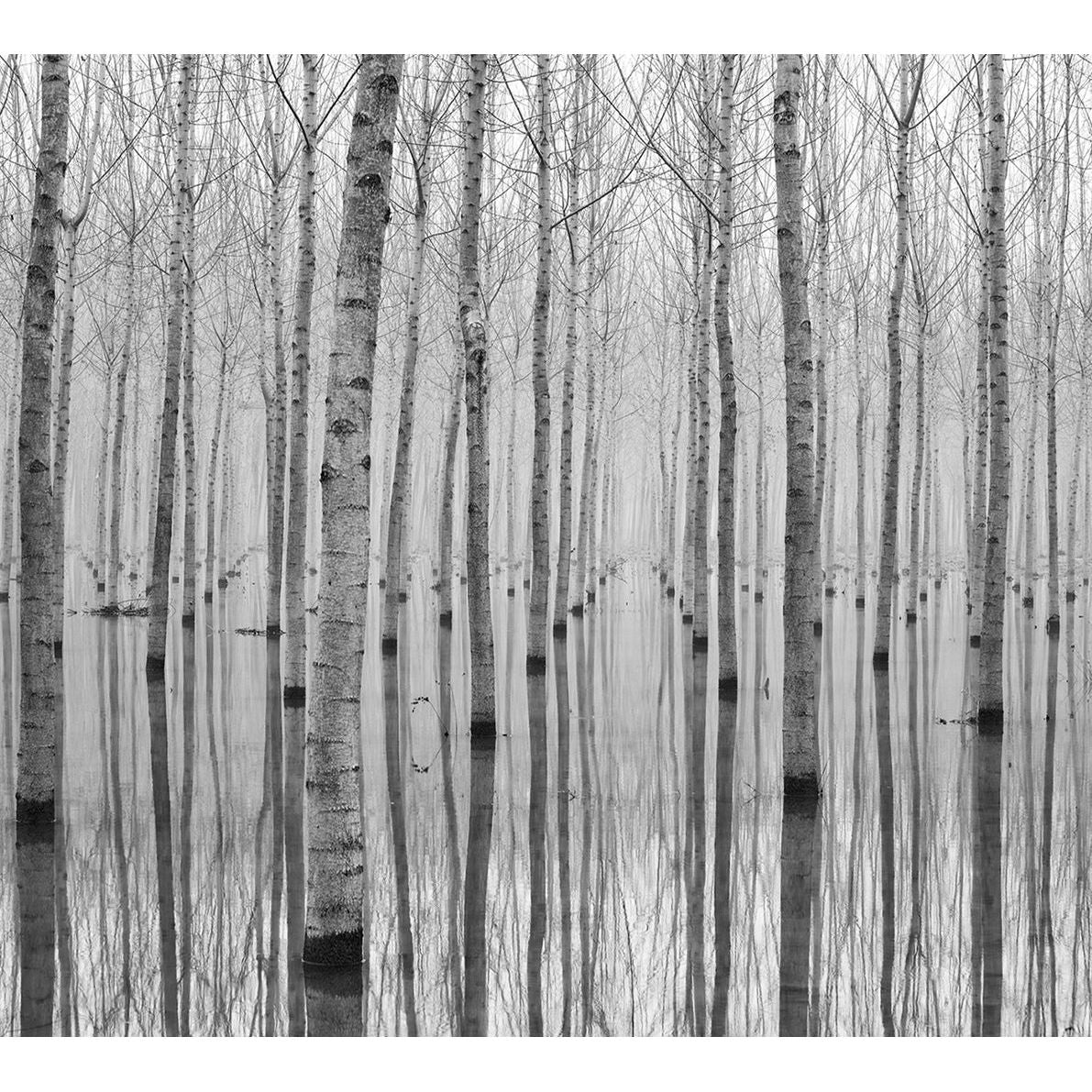 Winter's Embrace: Sparse Trees in the Cold Wall Mural
