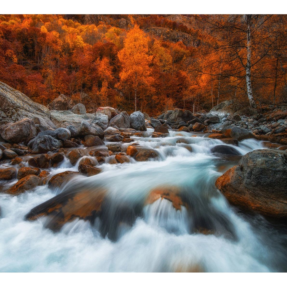 Rushing River: Forest Wall Mural