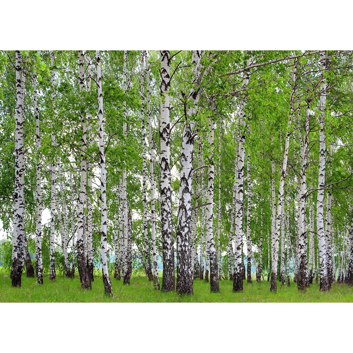 Verdant Canopy: Forest Trees, Green Leaves, and Grass Wall Mural