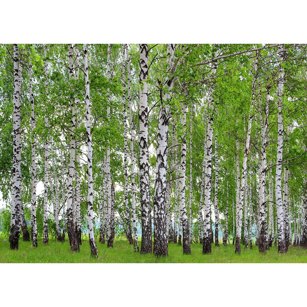 Verdant Canopy: Forest Trees, Green Leaves, and Grass Wall Mural